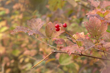 a plant with red berries and a few leaves.