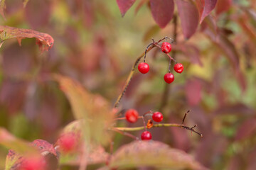 a plant with red berries and a few leaves.