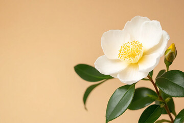 Fototapeta premium Beautiful flowers