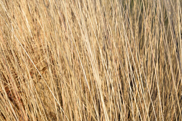 Background detail of dried wild plant for the manufacture of esparto grass Macrochloa tenacissima Stipa tenacissima in horizontal