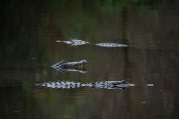 Three american alligators sitting in water, one lifting its head up