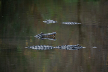 Three american alligators sitting in water, one lifting its head up
