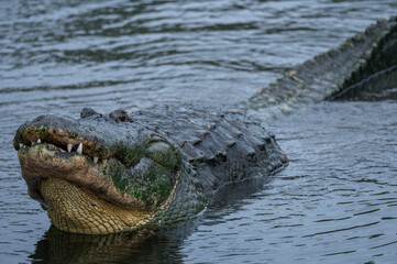 American alligator holding head up out of water