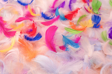 Colorful feather background, top view.