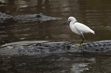 A snowy egret stands on the back of an american alligator in the water