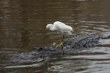 A snowy egret stands on the back of an american alligator in the water