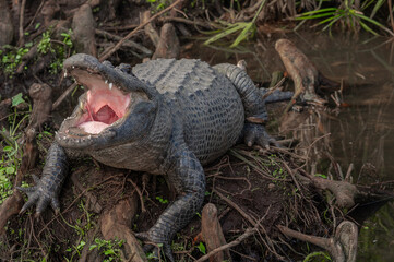 american alligator yawning while sitting on tree roots