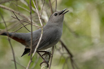 grey catbird sitting in a tree