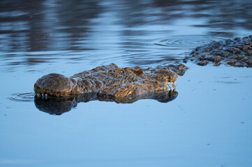 a male and female nile crocodile nuzzle with each other during courtship