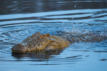 a large nile crocodile bellows during courtship causing water over his back to ripple