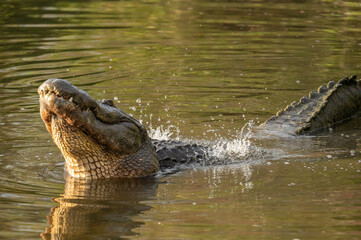 male american alligator sitting in water and bellowing causing water over his back to ripple