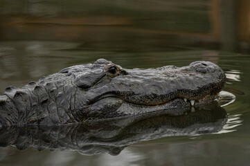 american alligator sitting with its head just above water