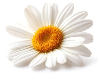 Close-up of a single daisy flower on white 