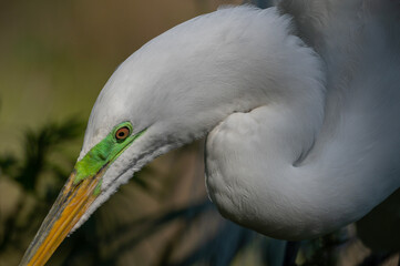 great white egret face and beak