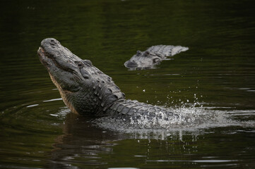 american alligator bellowing in water causing water over his back to ripple
