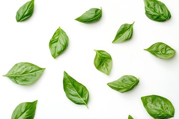 Fresh basil leaves isolated on white background