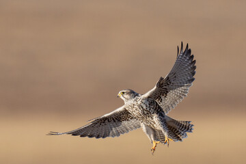 Saker falcon fly over Margaz Mountains landscape