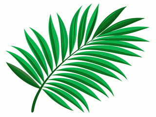 Green Palm Tree Leaf Isolated on White Background - Tropical Nature Beauty.