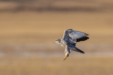 Saker falcon fly over Margaz Mountains landscape