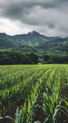 Fototapeta premium A photograph of an endless sugarcane field in the Hawaiian Islands, with mountains and palm trees visible in the background