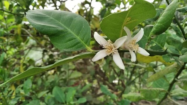 Psidium guava flower with bee pollen collect nectar from flowers