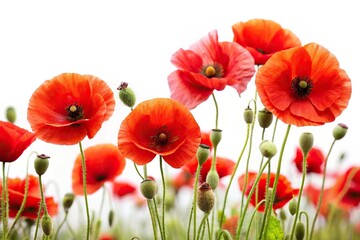 Obraz premium Silhouette of poppy flowers on white background, red poppies