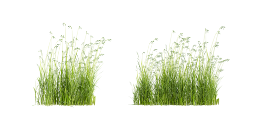 green grass isolated on white