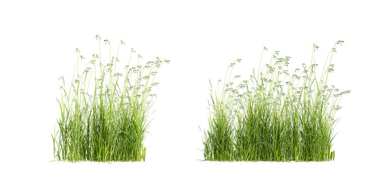 green grass isolated on white