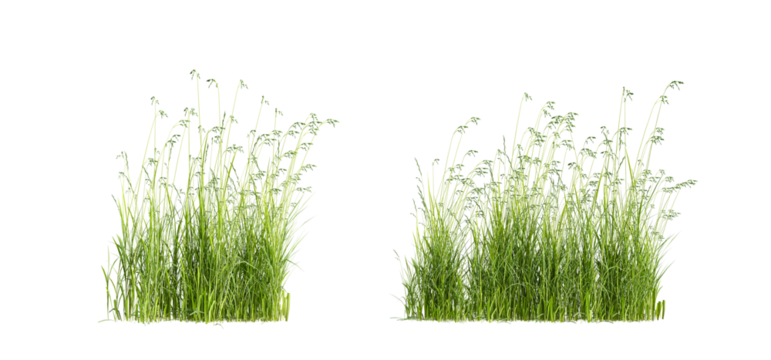 green grass isolated on white