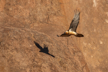 Lammergeier or Bearded vulture fly in mountain landscape