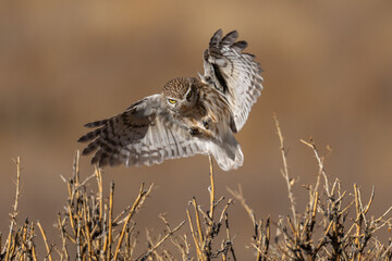 Little owl