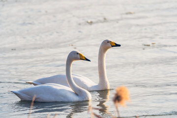 Swans in the winter river