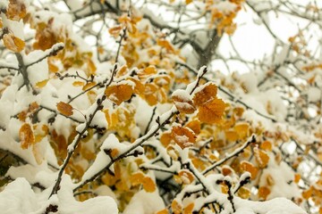 Trees and branches with leaves in the snow on the streets and courtyards of the city