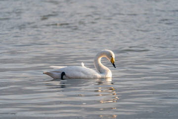 Obraz premium Swans in the winter river