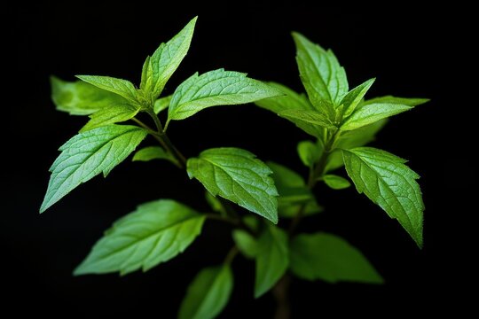 Gynostemma pentaphyllum or jiaogulan is a dioecious vine from the Cucurbitaceae family originating in southern China northern Vietnam southern Korea and Japan I