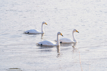 Obraz premium Swans in the winter river