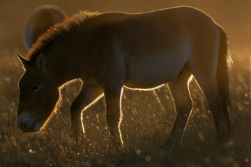 Przewalski's horse or Takhi