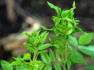 Shape and colors of Princess Midori roses that begin to bloom