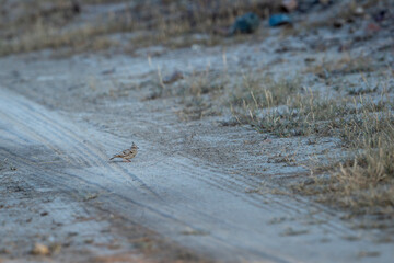 Crested lark or Galerida cristata bird on ground or forest trail during winter season safari at Tal Chhapar Sanctuary churu Rajasthan India