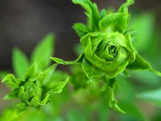 Shape and colors of Princess Midori roses that begin to bloom