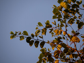 A Low Vantage Point to the leaves of the tree in the warm light of sunset