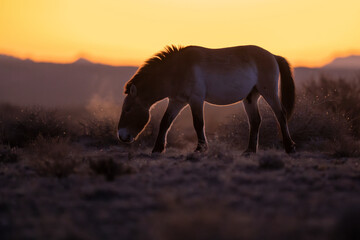 Przewalski's horse or Takhi