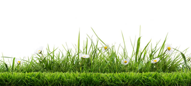 Real bright fresh green grass, cut lawn edge, with longer grass and daisy flowers behind in a spring and summer garden isolated against a transparent background
