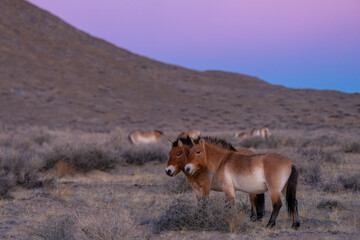 Przewalski's horse or Takhi