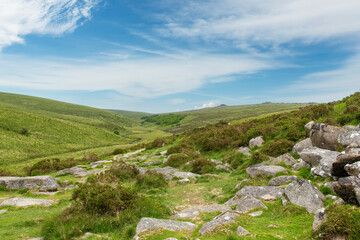 Panoramic hilly landscape in Dartmoor National Park, Devon, UK with between hills the green patch of Wistman's Wood, an ancient temperate rainforests and high-altitude oakwood 