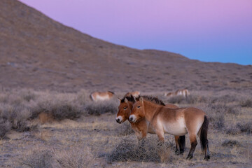 Przewalski's horse or Takhi