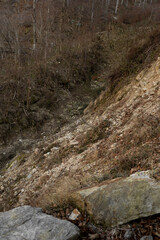 alberello sulle rocce