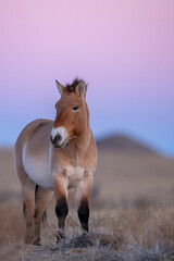 Przewalski's horse or Takhi