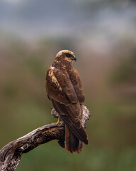 eurasian marsh harrier or Circus spilonotus portrait or closeup at keoladeo national park or...