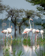 nature scenery natural painting by Greater flamingo or Phoenicopterus roseus flock or flamingos...